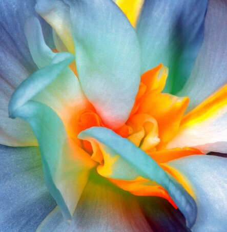 Stunning Flower Close-up